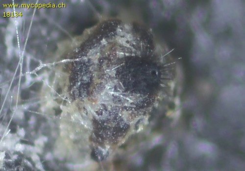 Podospora curvicolla - 