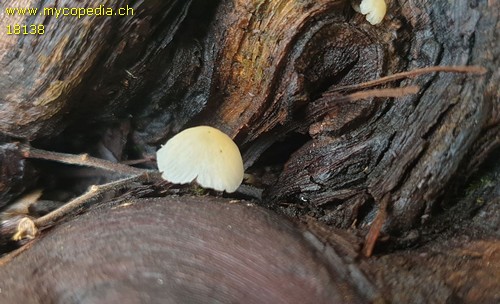 Mycena hiemalis - 