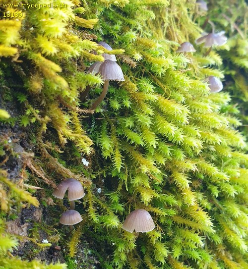 Mycena erubescens - 