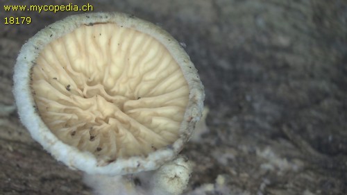 Leucogyrophana mollusca - 