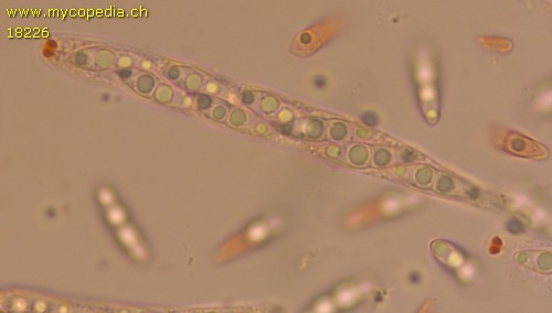 Melanconiella carpinicola - 