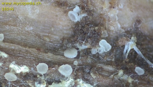 Hyaloscypha aureliella - 