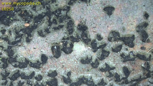 Eutypa flavovirens - 