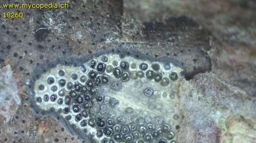 Diatrype decorticata - 