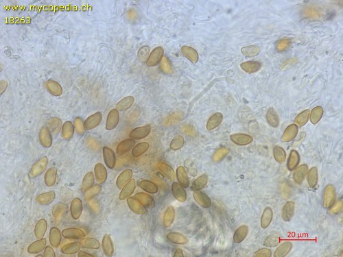 Austropaxillus spec. - 