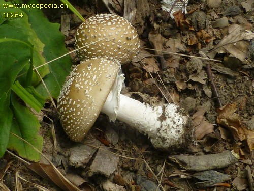 Amanita pantherina - 