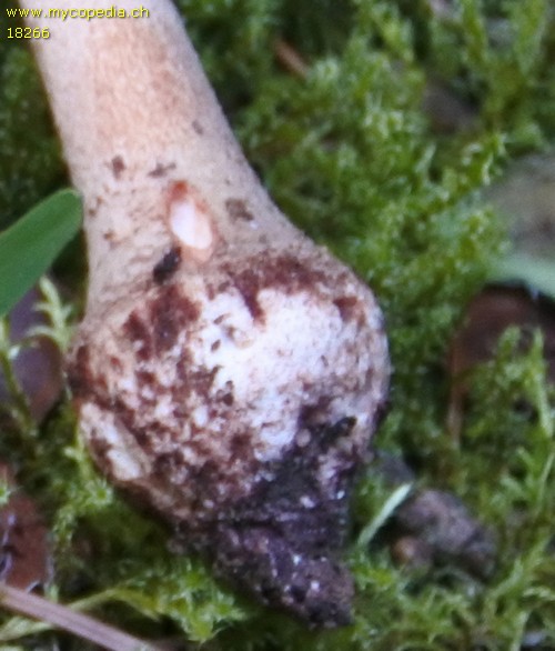 Amanita excelsa var. spissa - 