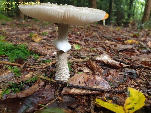 Amanita spissa var. excelsa - 