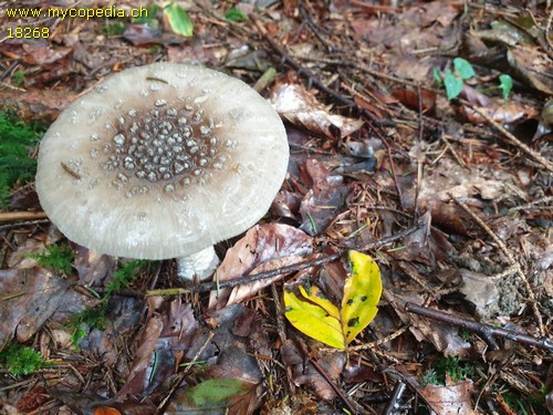 Amanita spissa var. excelsa - 