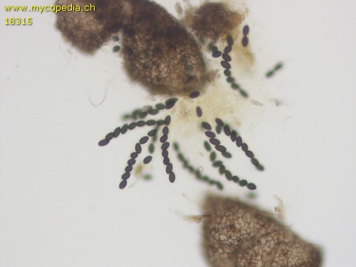 Sordaria fimicola - 
