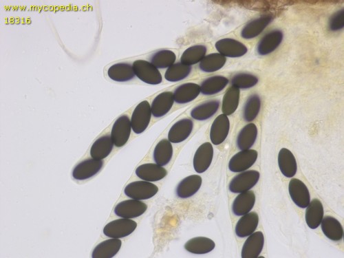 Sordaria fimicola - 