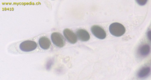 Coniochaeta leucoplaca - 