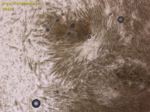 Diatrypella favacea - 