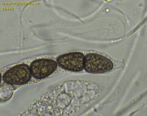 Delitschia gymnospora - 
