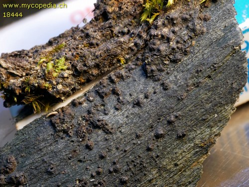 Delitschia gymnospora - 