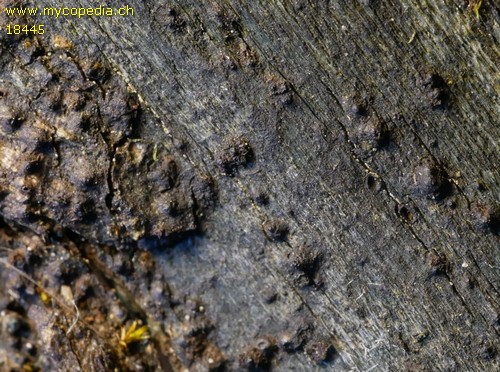 Delitschia gymnospora - 