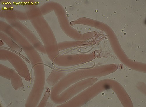 Delitschia gymnospora - 