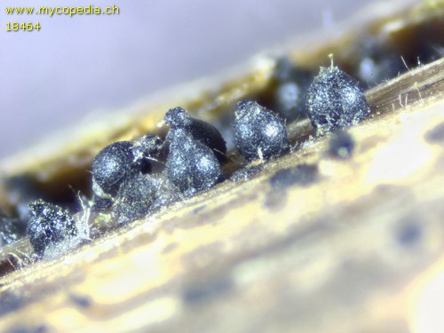 Leptosphaeria acuta - 