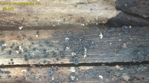 Pyrenopeziza atrata - 
