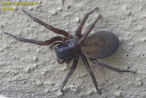 Amaurobius ferox - 