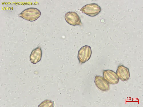 Gautieria - 