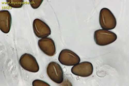 Delitschia gymnospora - 