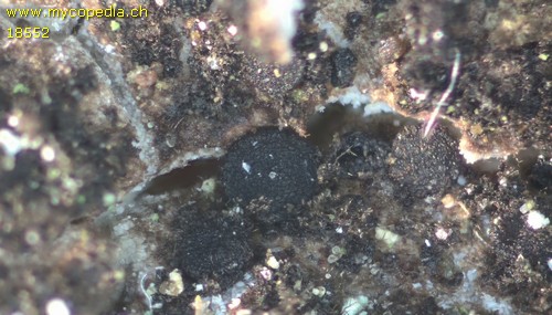 Sarea difformis - 