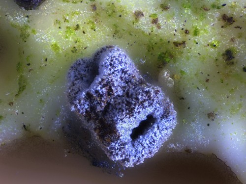 Unguiculariopsis lettaui - 