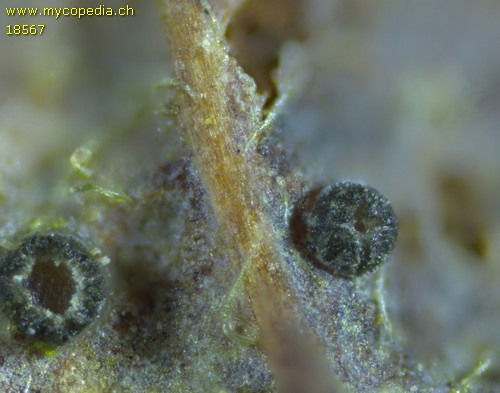 Pyrenopeziza fuckelii - 