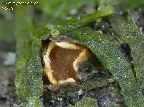 Pezicula ocellata - 