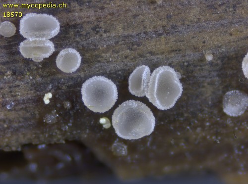Cistella grevillei - 