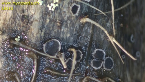 Pirottaea inopinata - 