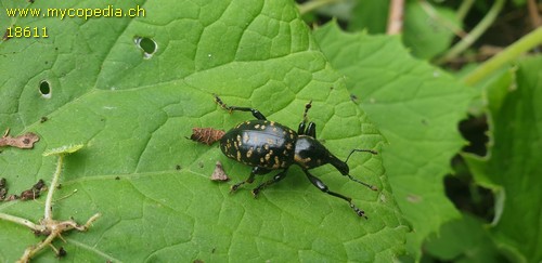 Hylobius abietis - 