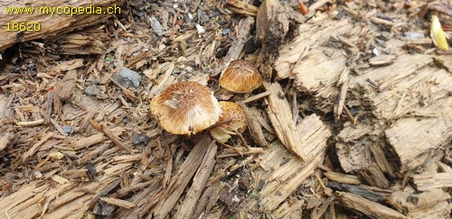 Cystoagaricus hirtosquamulosus - 