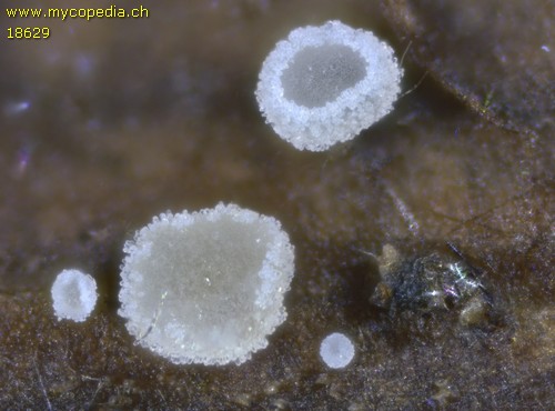 Cistella albidolutea - 