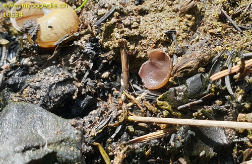 Geoscypha tenacella - 
