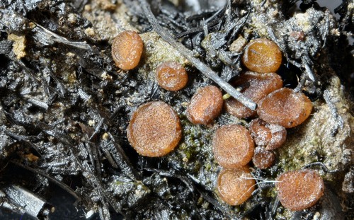 Ascobolus carbonarius - 