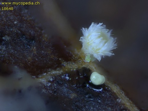 Calycellina vaccinii Arbeitstitel - 