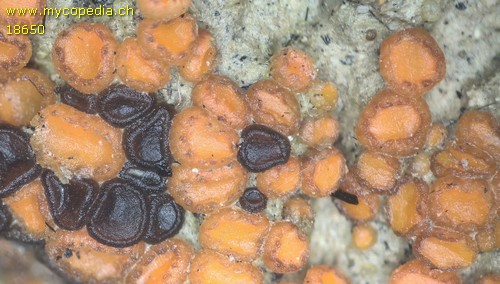 Anthracobia melaloma - 