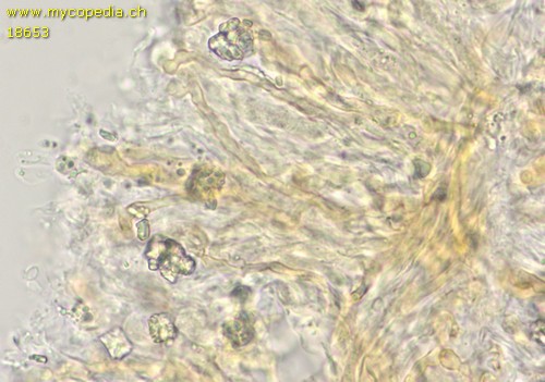Cytidia salicina - Dendrohyphiden - 