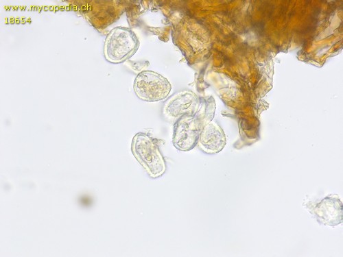 Pucciniastrum vaccinii - 