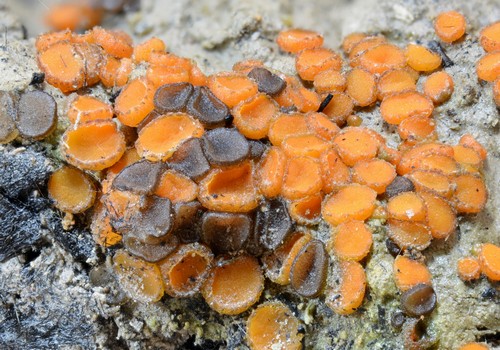 Anthracobia melaloma - 