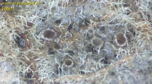Pyrenopeziza fuckelii - 