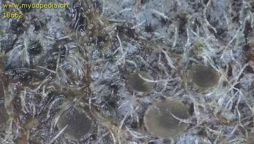 Pyrenopeziza fuckelii - 