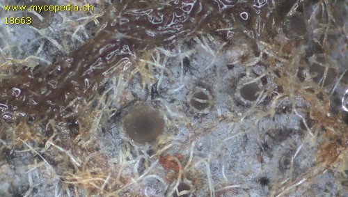 Pyrenopeziza fuckelii - 