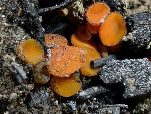 Anthracobia melaloma - 