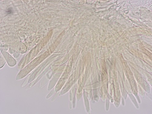 Cistella albidolutea - 