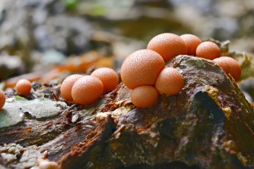 Lycogala epidendrum - 