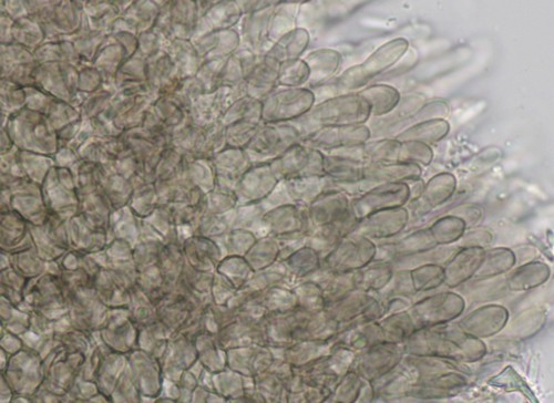 Pyrenopeziza atrata - 