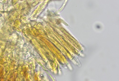 Pyrenopeziza atrata - 